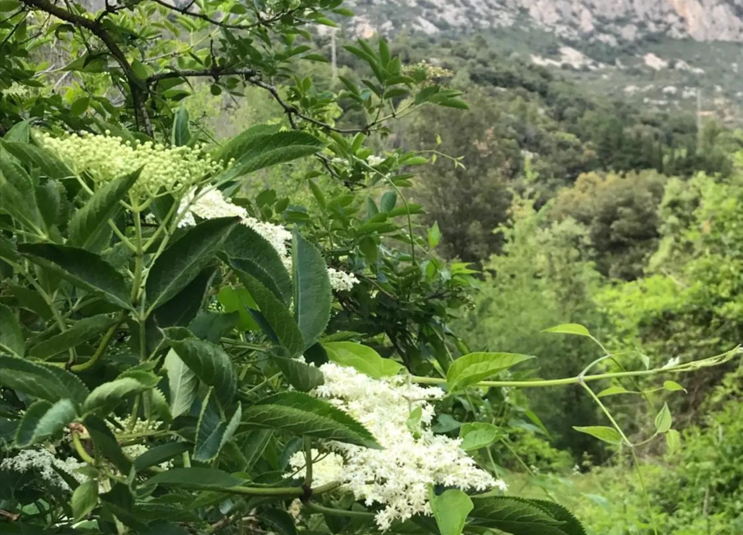 Holiday home La Casetablanca Del Toscar Alfara de Carles